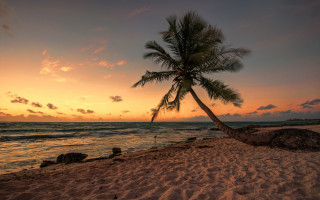 Palm tree beach sunset clouds - a palm tree free wallpaper for desktop