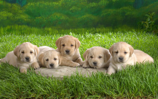 Puppies rock grass bushes cute - a group of puppies free wallpaper