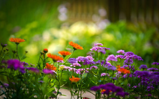 Garden purple orange flower field - a garden free wallpaper