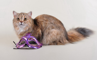 Cat purple mask surrealism realistic - a cat sitting next free wallpaper