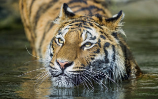 Sumatran tiger water serious eye - its head in free wallpaper