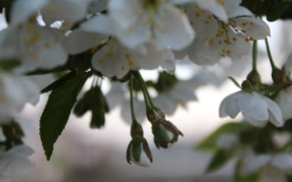 White flowers branch bokeh macro - leaf and buds free wallpaper