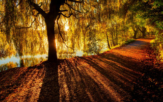 River tree autumn leaves fire - a path free wallpaper for desktop