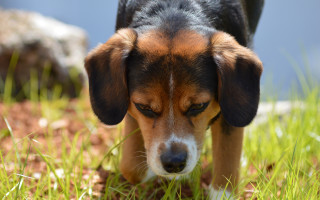 Sad dog in grass blurry - its eye free wallpaper for desktop