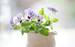 Small vase purple flowers blurry - a table top free wallpaper