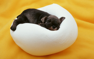 Black puppy sleeping white pillow - a yellow blanket free wallpaper