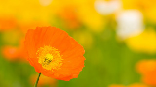 Orange flower field bokeh blurry - green grass free wallpaper