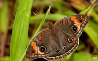 Butterfly orange black leaves macro - betye saar free wallpaper