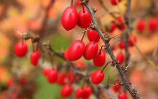 Red berries forest macro bokeh - leaf and a blurry background free wallpaper