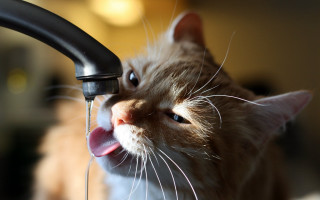 Cat licking faucet blue eyes - its tongue free wallpaper for desktop
