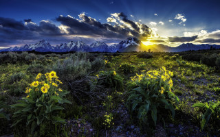 Flower field mountains sunset sunrays - sun ray free wallpaper for desktop