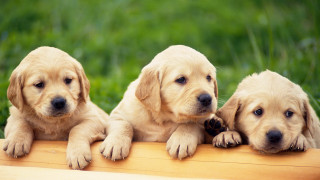 Three puppies smiling wooden bench - three puppy free wallpaper