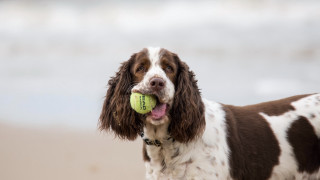 Dog tennisball beach water sand - a tennis ball free wallpaper for desktop