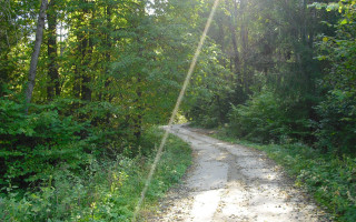 Dirt road forest bear nature - danube school free wallpaper