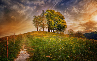 Path tree hill flowers grass - flower and grass free wallpaper for desktop