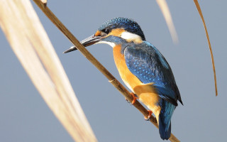Bird branch long beak blue - dionisiu free wallpaper