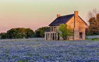 Blue flower house field sunset - blue flower free wallpaper