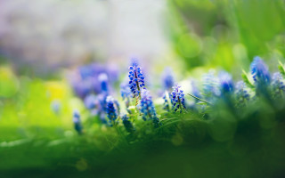 Blue flower bokeh garden shallow - blue flower free wallpaper