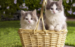 Two kittens basket grass sun - the sun free wallpaper