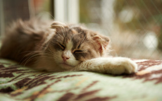 Cat sleeping blanket window tranquil - tranquil free wallpaper