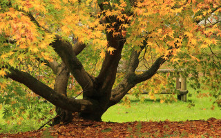 Tree yellow leaves park bench - de hirsh margule free wallpaper
