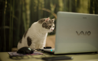 Cat laptop bamboo blurry bokeh - a laptop computer free wallpaper