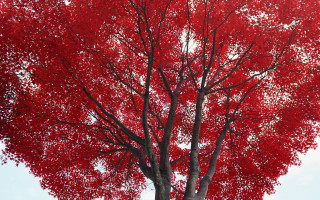 Red tree white sky bench 3 - a bench in the foreground free wallpaper