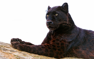 Black leopard tree branch serious - anne nasmyth free wallpaper for desktop