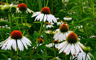 Flower field red white green - a red center free wallpaper