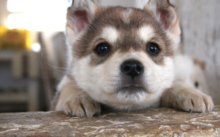 Puppy sad shiba inu wooden - a puppy free wallpaper
