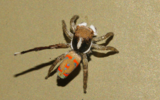 Spider redspot yellowspot hurufiyya gradient - a surface free wallpaper