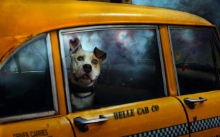 Dog taxi window sad portrait - sad free wallpaper