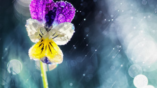 Purple white flower rain drops - rain free wallpaper for desktop