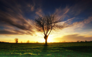 Tree sunset clouds field horizon - a tree in a field free wallpaper