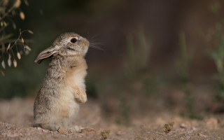 Rabbit stand dirt nature blurry - a small rabbit free wallpaper