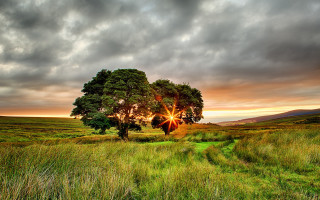 Tree sunset cloudy sky field - a trail free wallpaper