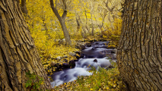 Autumn forest stream leaves sunset - autumn time free wallpaper