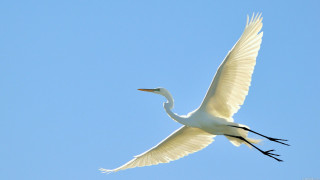 White bird blue sky ecological - bird free wallpaper