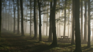 Forest magic realism bench volumetric - a bench in the foreground free wallpaper