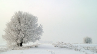 Lone tree snowy field tracks - track free wallpaper
