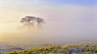 Foggy field two trees bushes - two tree free wallpaper
