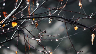 Water drops tree blurry background - drop of water free wallpaper