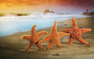 Three starfish beach sunset wave - affinity photo free wallpaper for desktop