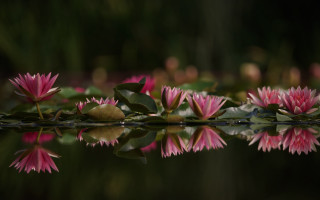 Pink flowers lake leaves impressionist - top of a lake free wallpaper