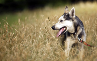 Husky tallgrass openmouth animalphotography colorfield - his tongue free wallpaper