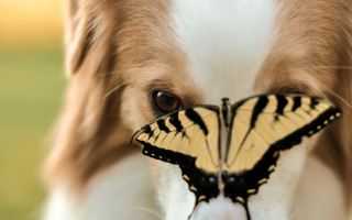 Dog butterfly nose focus portrait - its nose free wallpaper