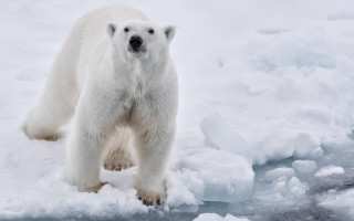 Polar bear ice snow ecological - polar free wallpaper