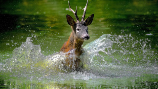 Deer splash water pond aurora - a deer free wallpaper