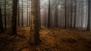 Forest dirt fog trees matte - free forest wallpaper for desktop