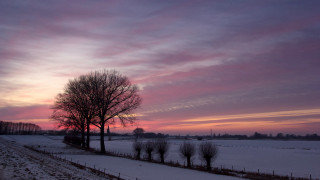 Snowy field tree fence pink - a snowy field free wallpaper